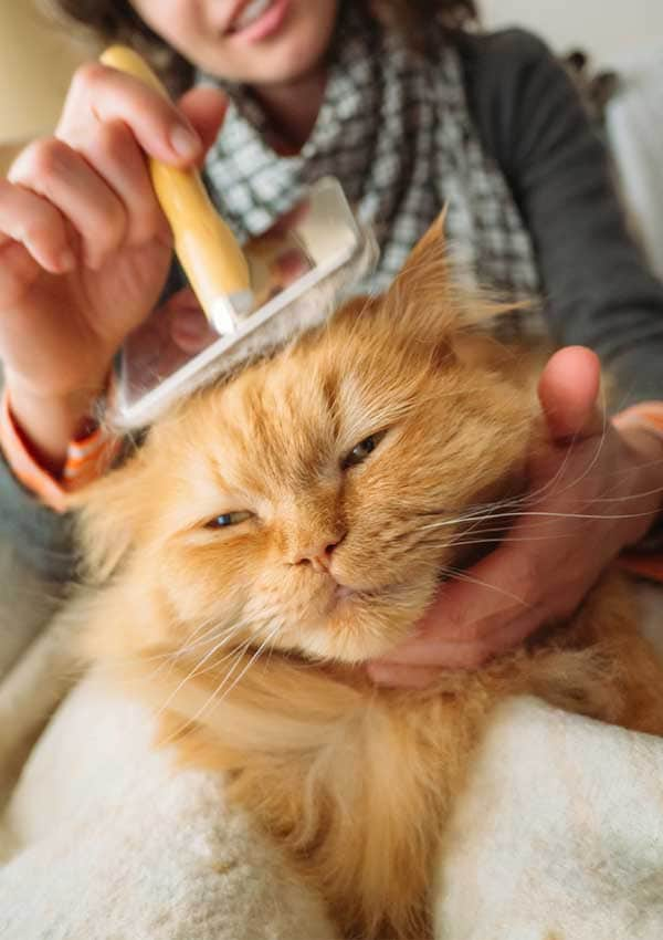 ​Cuida el pelaje de tu gato: guía con los mejores cepillos según su tipo de pelo 