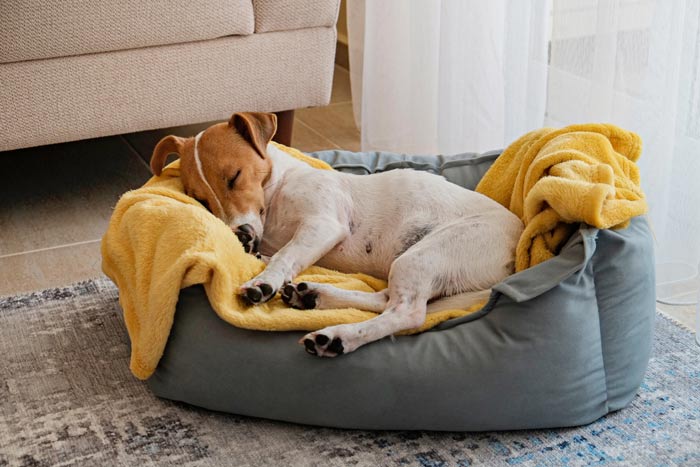 ​Consejos útiles para elegir la cama de tu mascota 