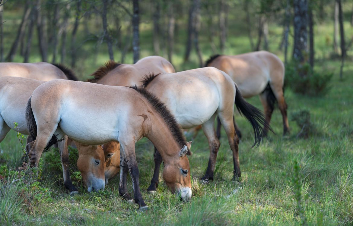 ​Cartier for Nature y la recuperación del Sistema Ibérico Sur, una de la joyas naturales españolas 