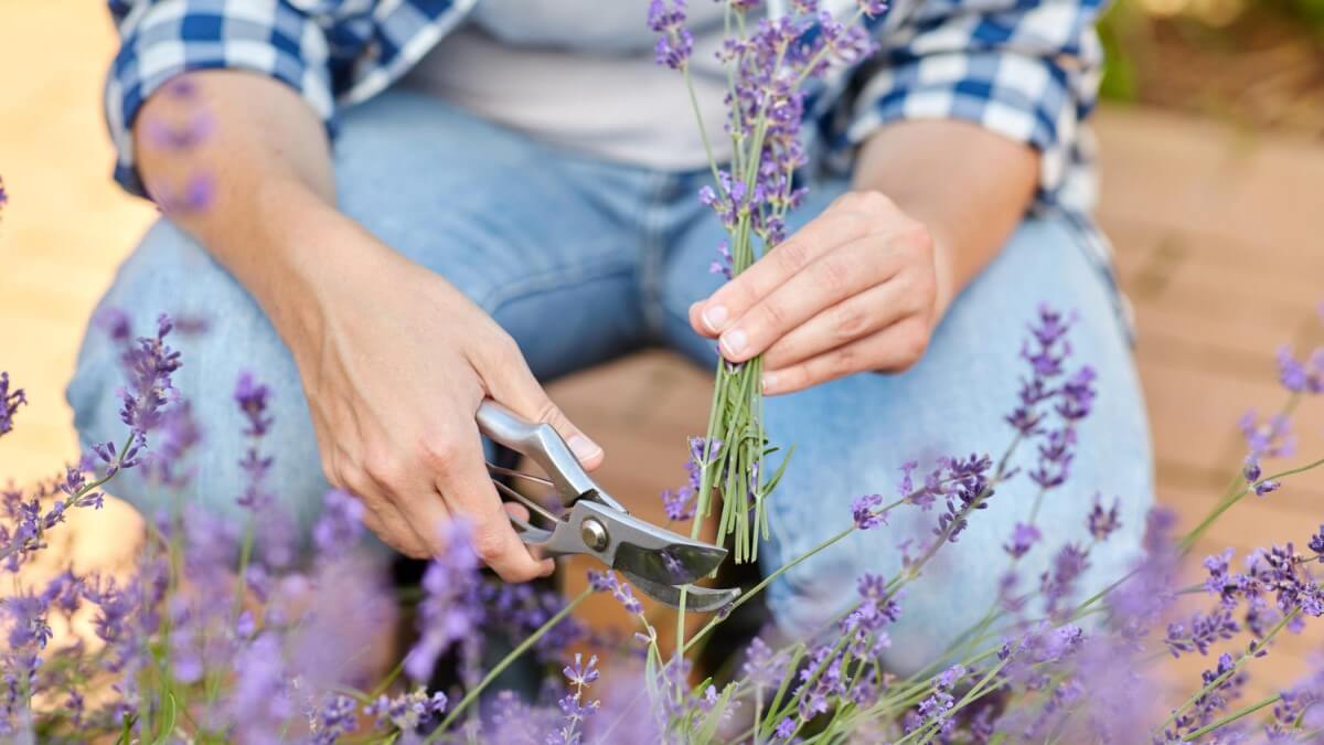 Guía para podar la lavanda correctamente