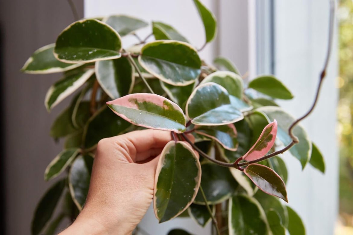 ¿Cómo cuidar la flor de cera (Hoya carnosa)? Trucos para su crecimiento