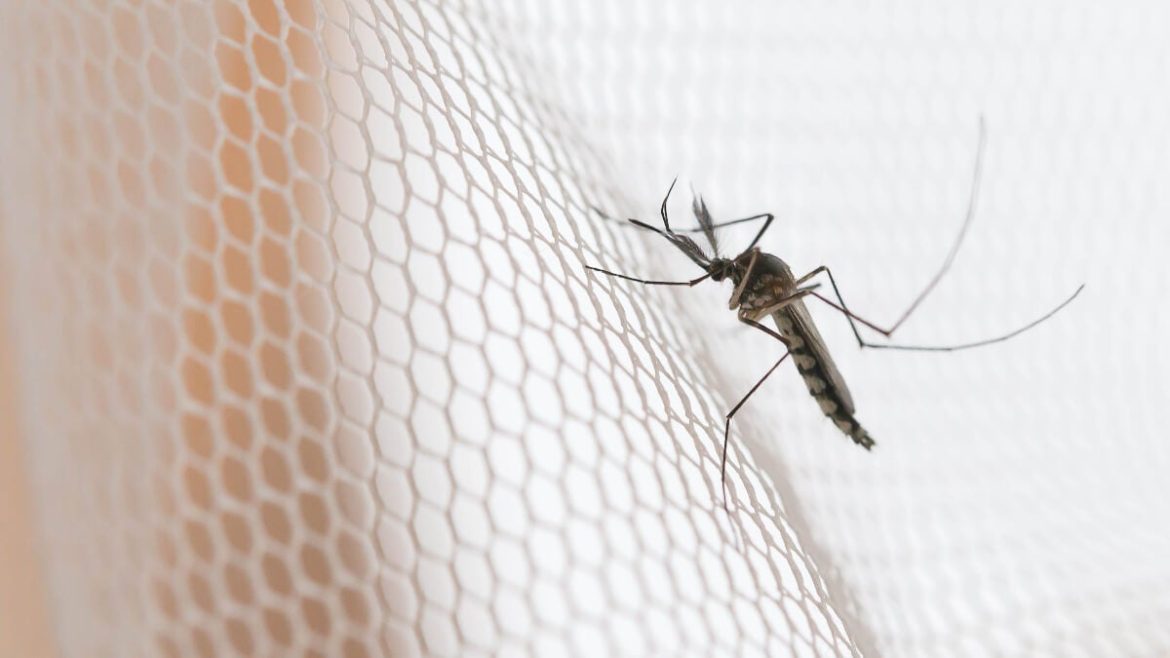 Cómo eliminar mosquitos de una habitación