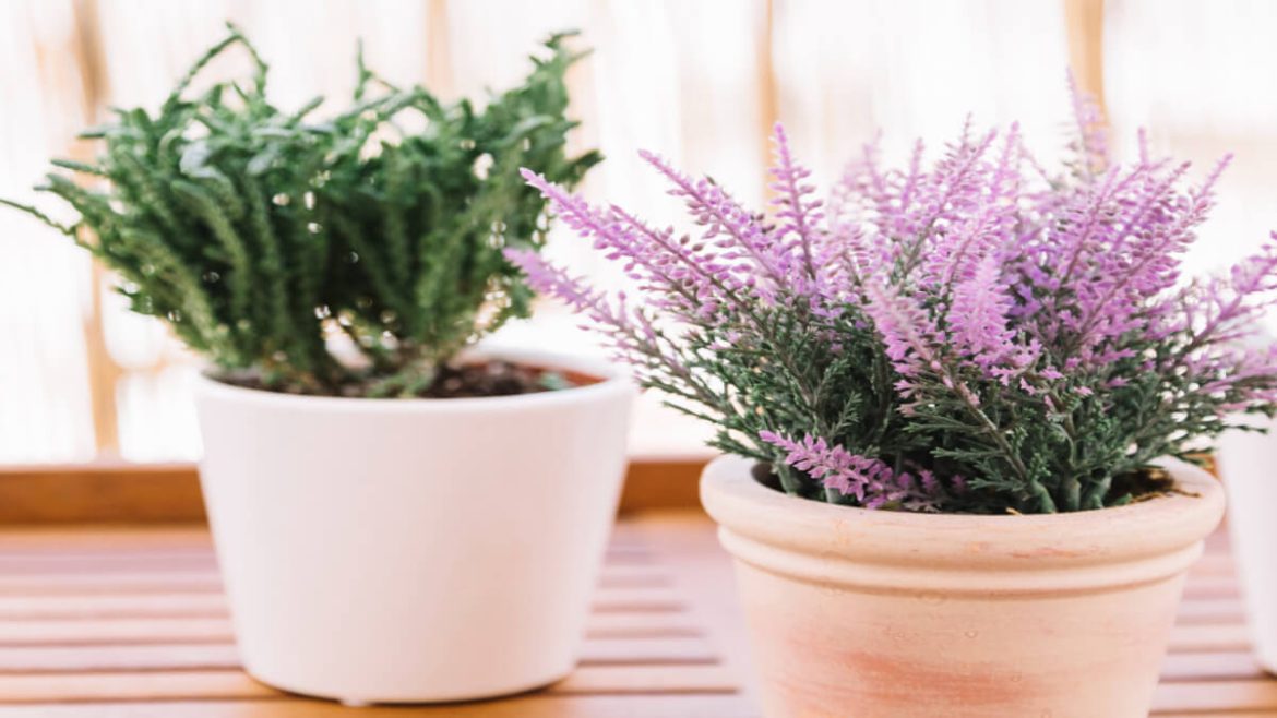 Cuidados de la lavanda: cultivo, luz, fertilización y mucho más