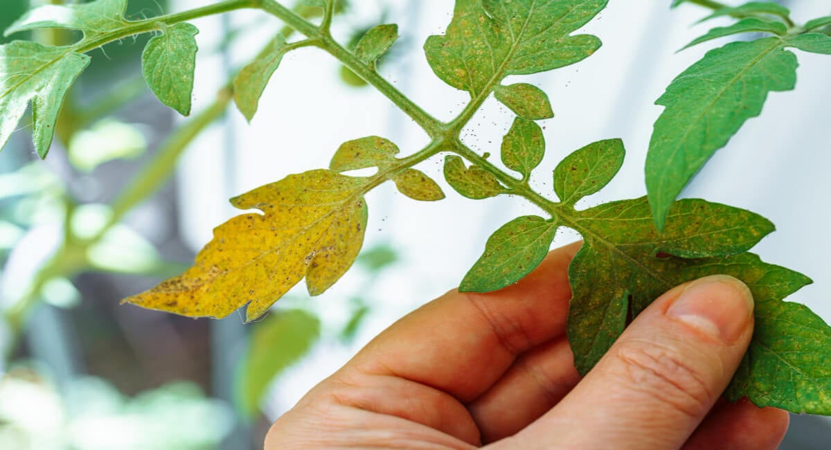 Los mejores remedios caseros para las hojas amarillas de las plantas