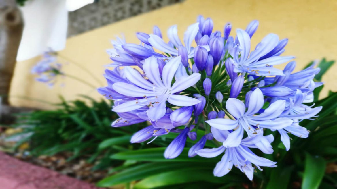 Cuidados del agapanto para lograr una floración abundante en jardín o maceta