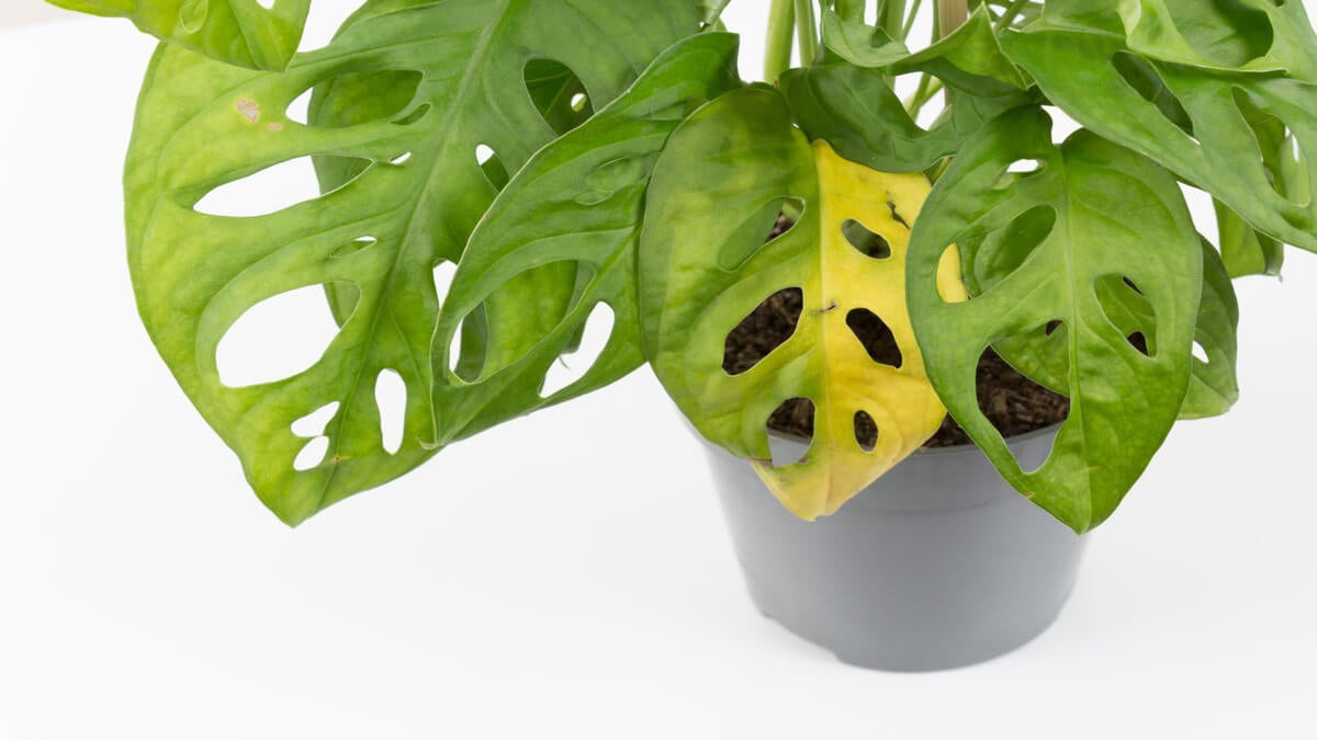 Qué hacer si las hojas de mi monstera se ponen amarillas