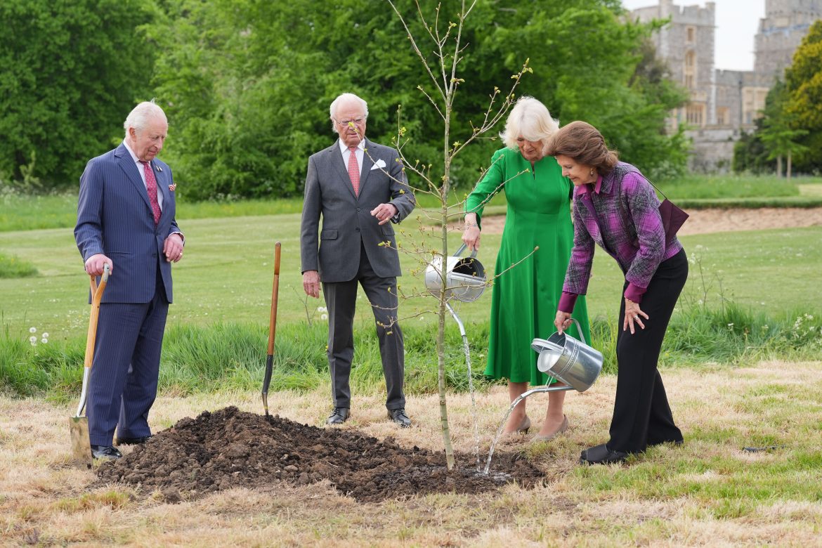 ​El árbol de Windsor que ha sobrevivido a cinco reyes de Inglaterra tiene un nuevo compañero: el simbólico roble que le han regalado a Carlos III sus “primos” suecos 