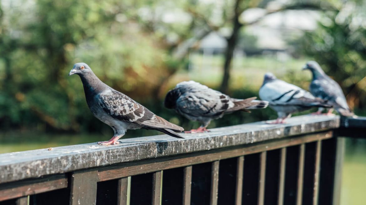 Repelentes y consejos para mantener alejadas a las palomas del hogar