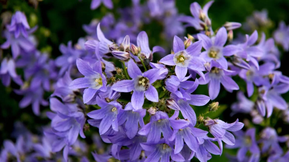 Cuidados de la campanilla o campánula en maceta o en exterior