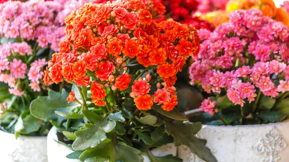 Cuidados del kalanchoe paso a paso: riego, luz, poda y floración