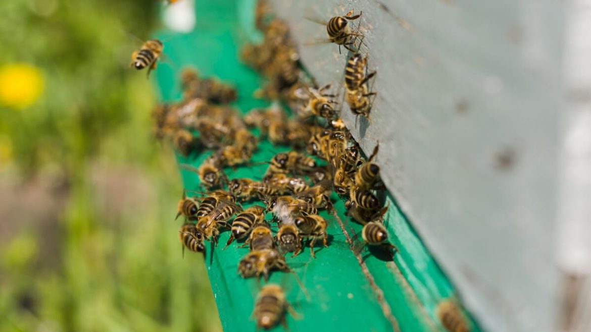 Trucos caseros para espantar abejas sin hacerles daño