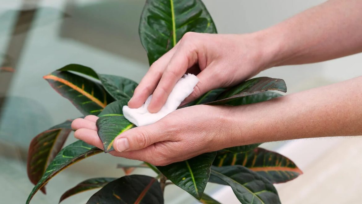 Este abrillantador casero hace que las hojas de tus plantas brillen con solo 3 ingredientes