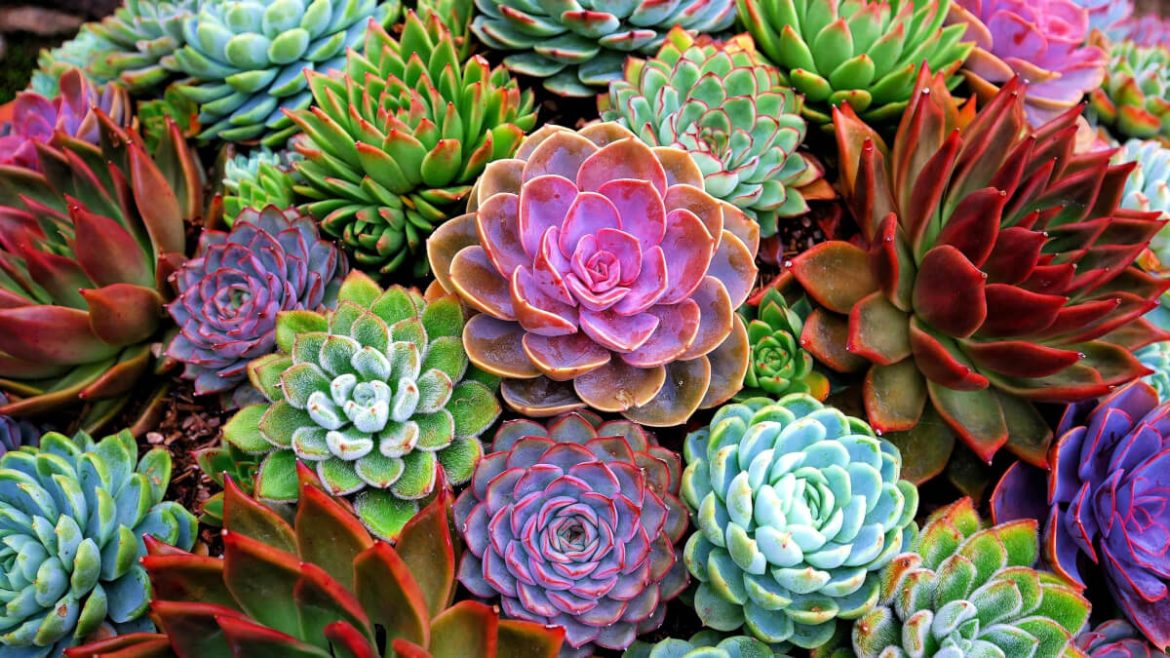 Echeveria frondosa y saludable: cuidados y problemas comunes