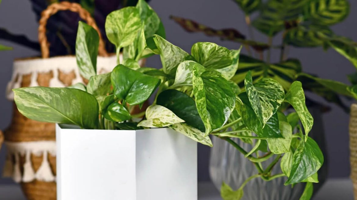 Pothos: la planta que elimina el 73 % de sustancias cancerígenas del aire, según la NASA