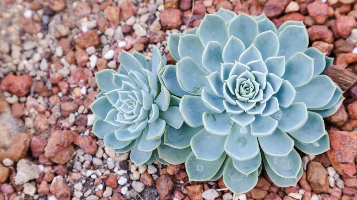 Planta fantasma: cuidados y errores que necesitas saber