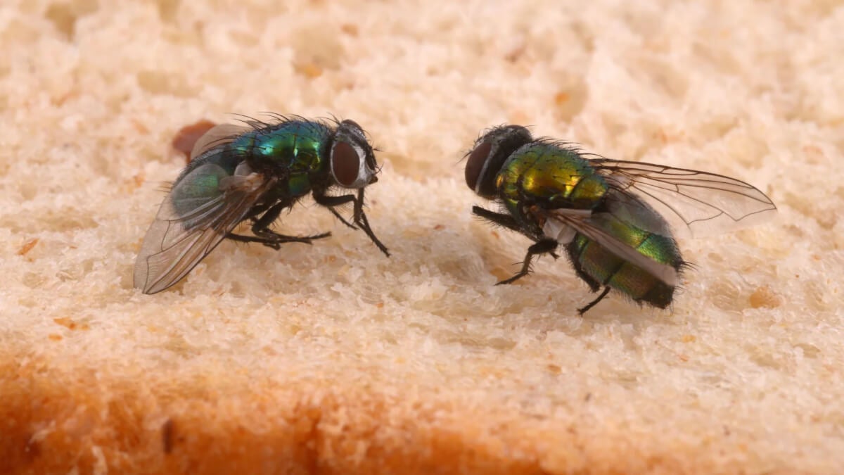 6 trucos efectivos para eliminar las moscas de tu cocina