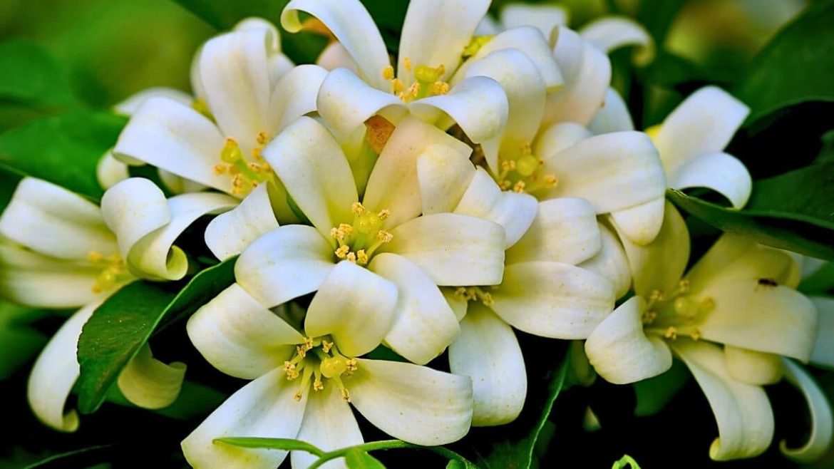 El secreto para que tu jazmín florezca con abundancia