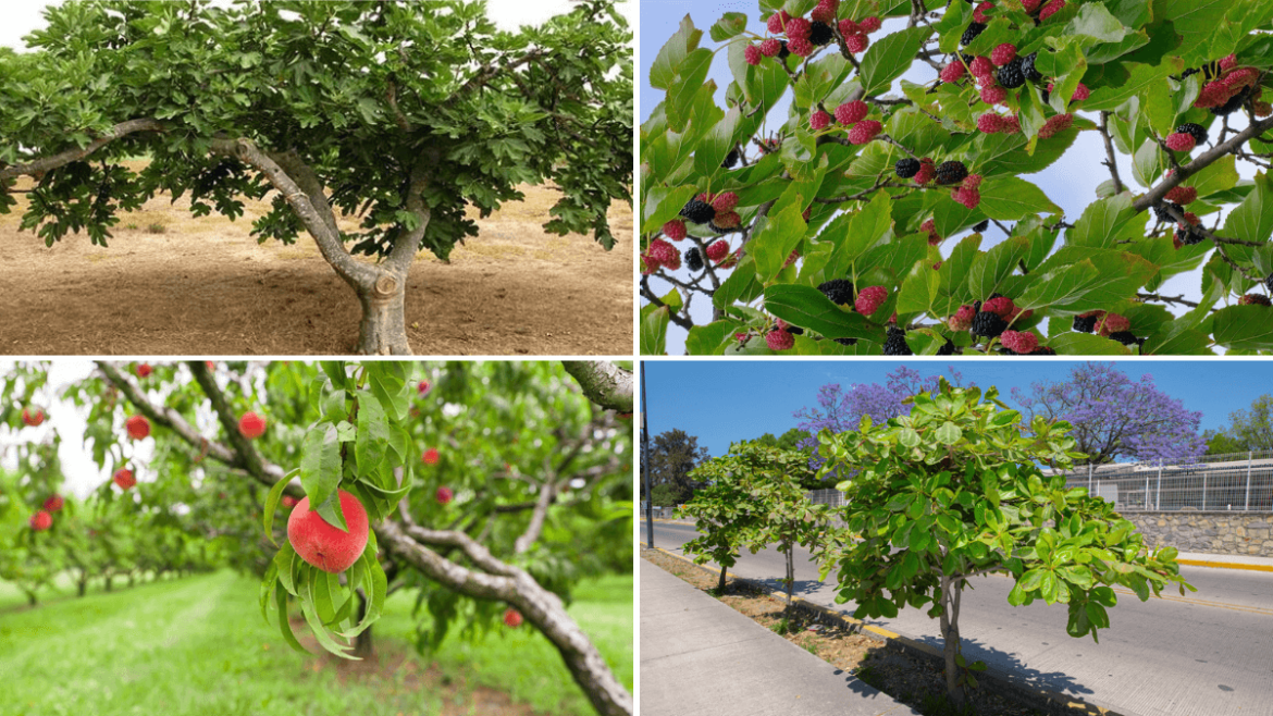 6 árboles frutales que prosperan en suelos arenosos y cómo cuidarlos para que den cosecha