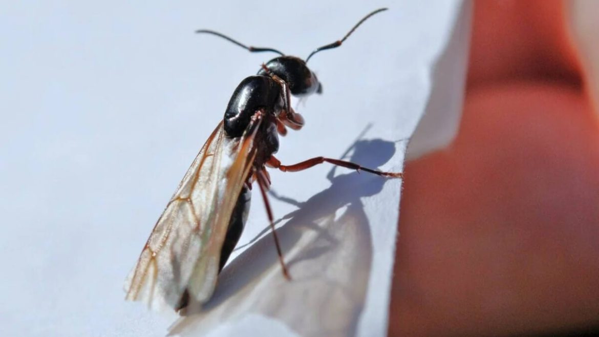 ¿Hormigas voladoras? 4 repelentes naturales para que no invadan tu hogar