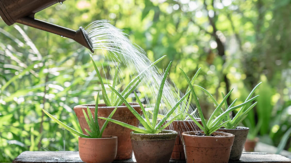 Si tu aloe vera tiene hojas blandas, así puedes salvarla