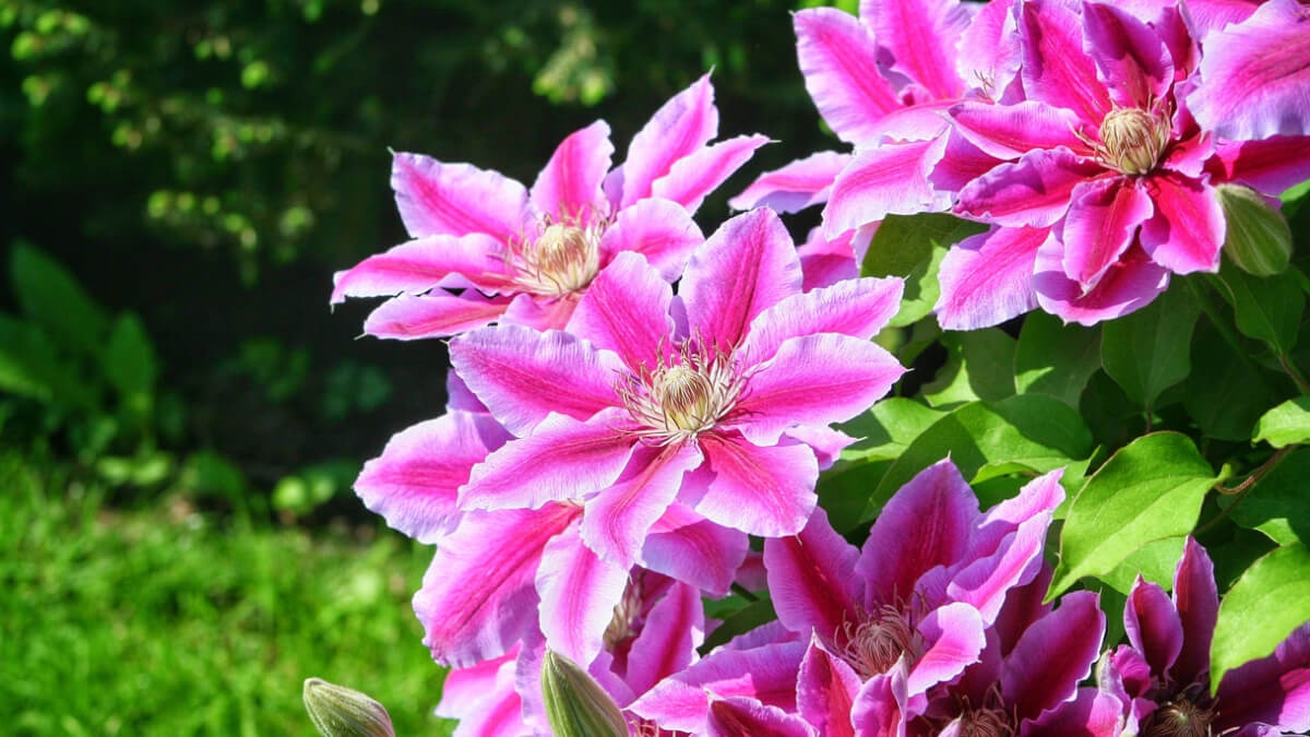 Cómo cuidar la clemátide para que trepe y llene de color tu jardín