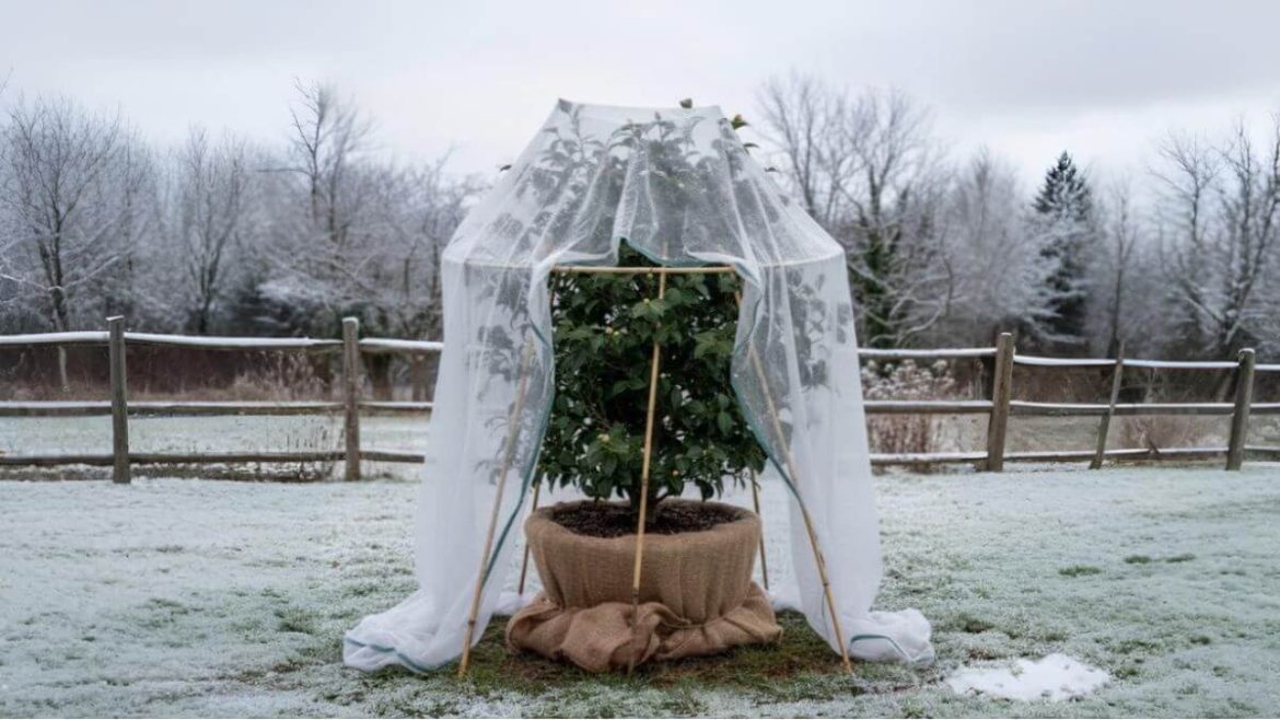 Cómo proteger tus plantas de jardín de las primeras heladas otoñales (sin meterlas en casa)