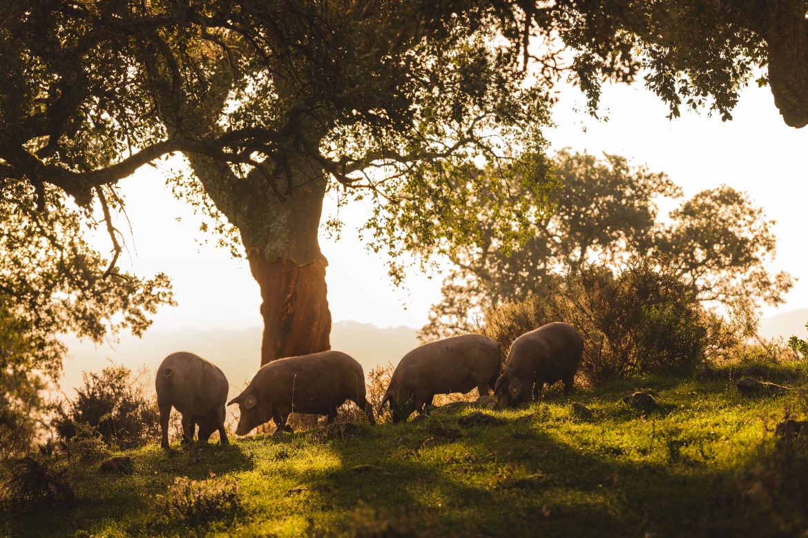 ​Entre encinas y bellotas, así es el silencioso ritual del jamón más deseado de España 