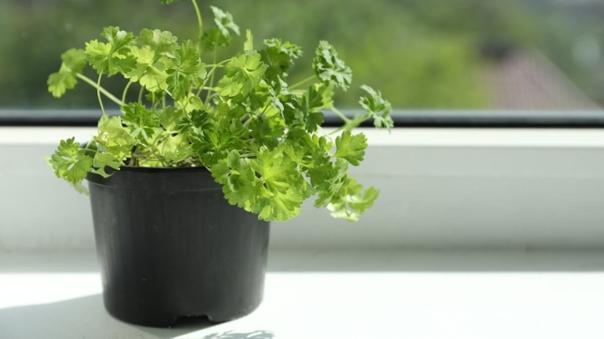 Guía para sembrar perejil en casa y tenerlo fresco todo el año