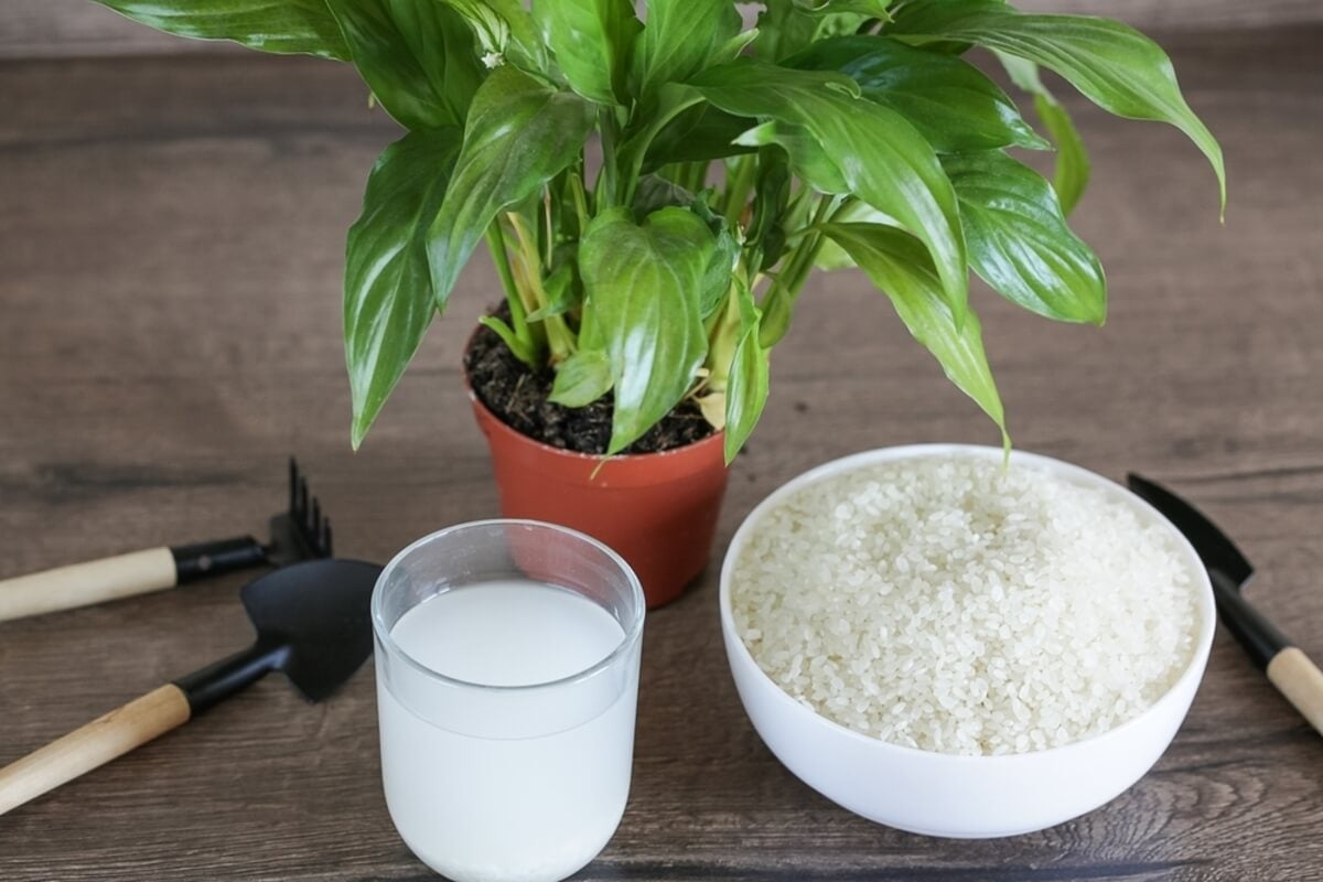 Cómo usar el agua del arroz como fertilizante: 3 opciones para unas plantas sanas