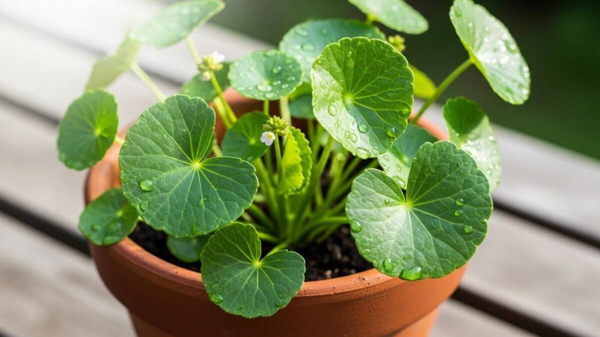 Cómo cultivar Centella asiática en casa: guía para que crezca en macetas