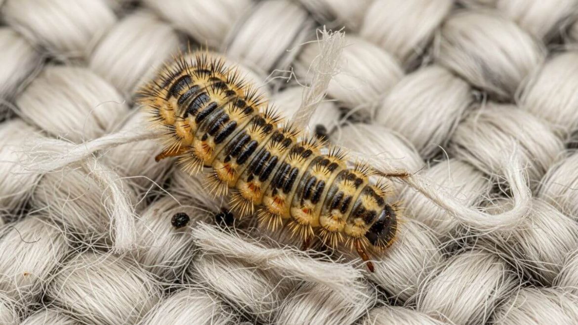 Escarabajos de las alfombras: cómo eliminarlos en 6 pasos y evitar que vuelvan