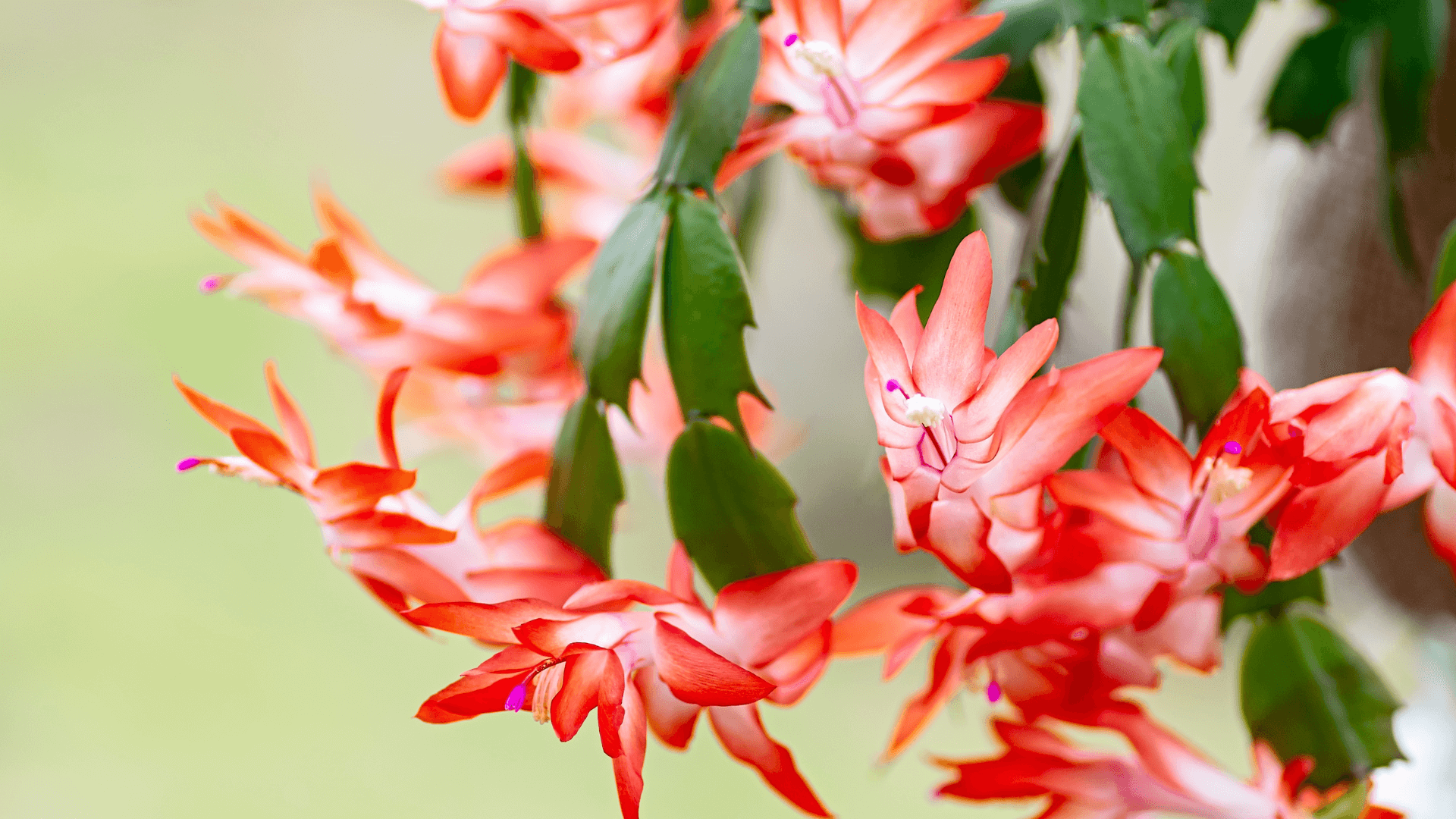 Los cuidados del cactus de Navidad en enero para que vuelva a florecer la próxima temporada