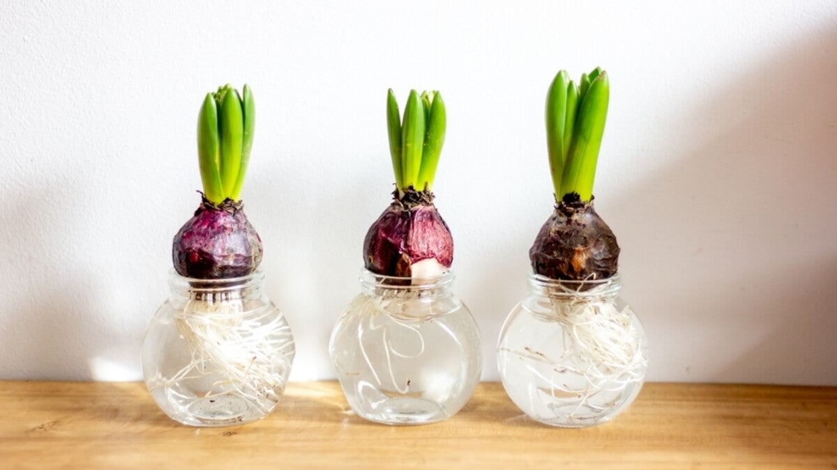 Germinar bulbos en agua en invierno: guía para jacintos, amarillis y narcisos “paperwhite”