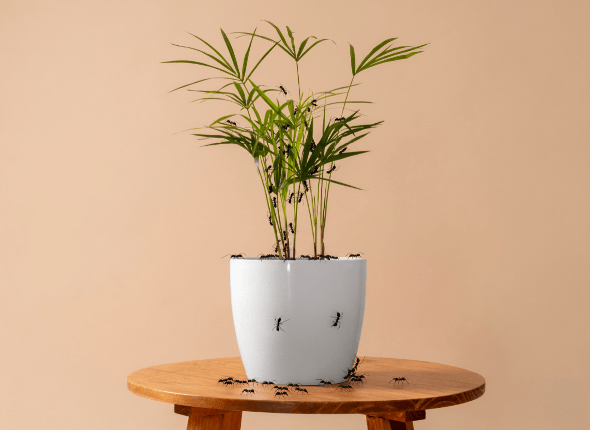 Hormigas en tus plantas de interior: cómo eliminarlas de la maceta en 7 pasos