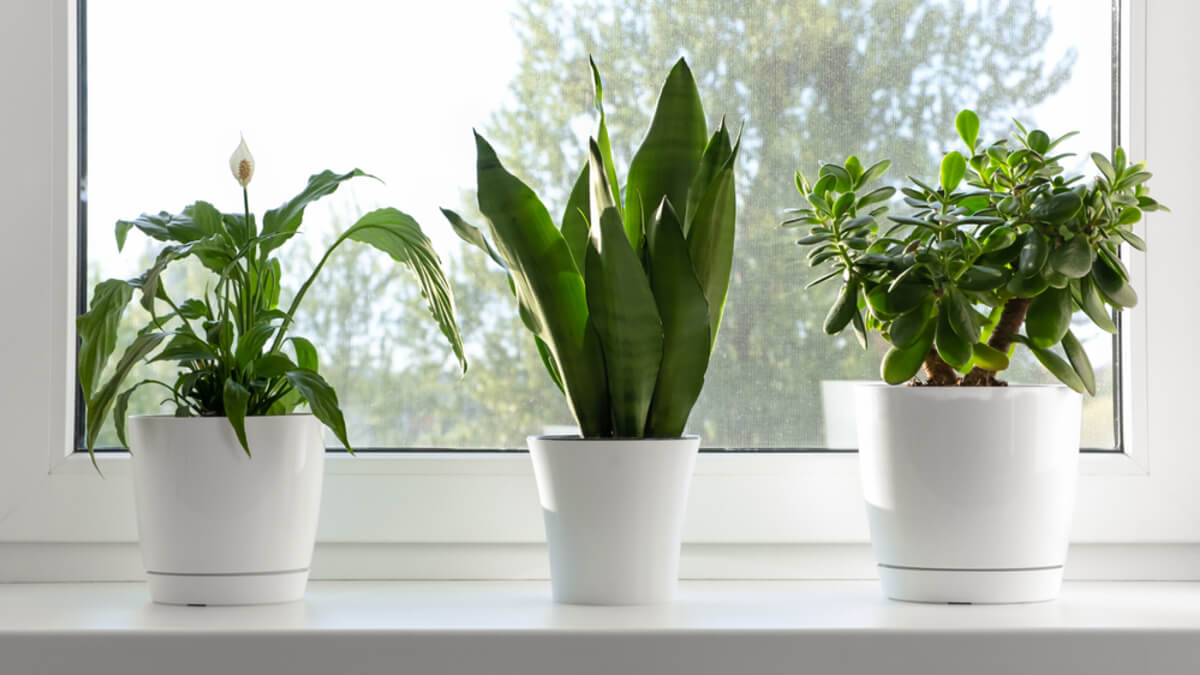 6 plantas para la buena suerte en 2026 según el Feng Shui (y sus cuidados)