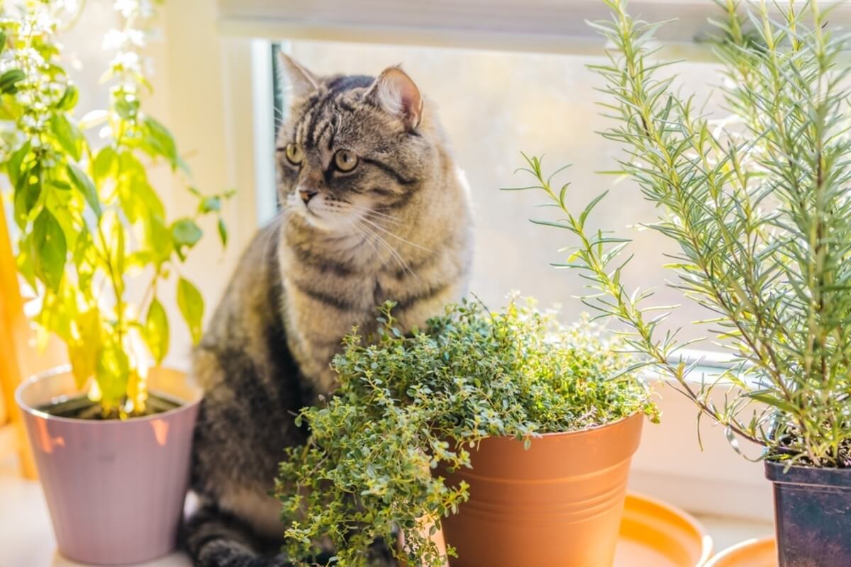 ¿Tienes mascotas? Estas son 9 plantas de interior seguras para perros y gatos