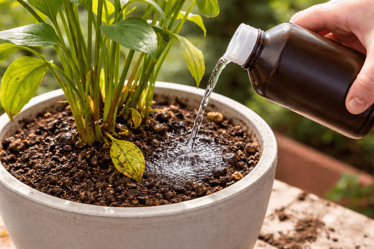 Cómo usar agua oxigenada en tus plantas: beneficios y cuándo usarlo