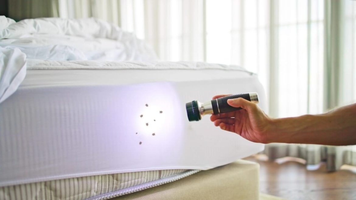 Chinches en la cama: 5 señales que confirman su presencia antes de verlas