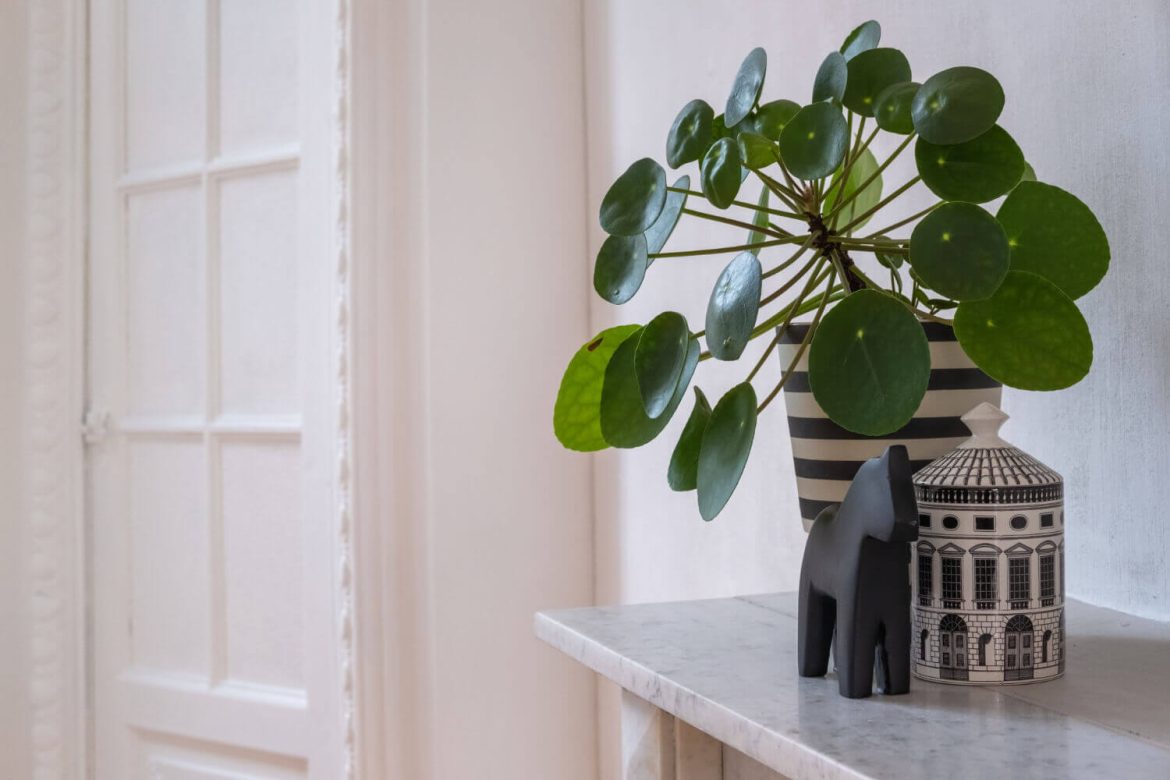 Planta china del dinero: cómo cuidarla para que crezca frondosa y con muchas hojas