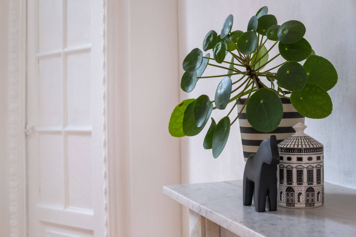 Planta china del dinero: cómo cuidarla para que crezca frondosa y con muchas hojas