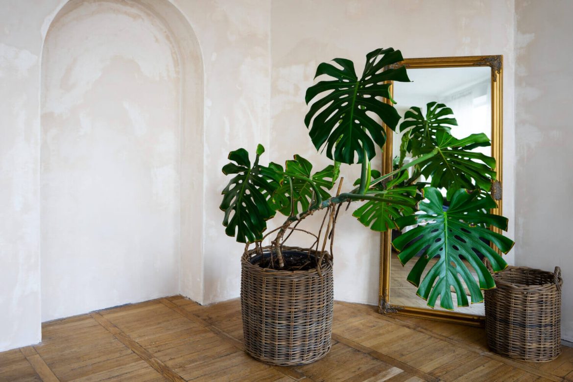 7 plantas de interior que hacen que tu casa se vea más elegante al instante
