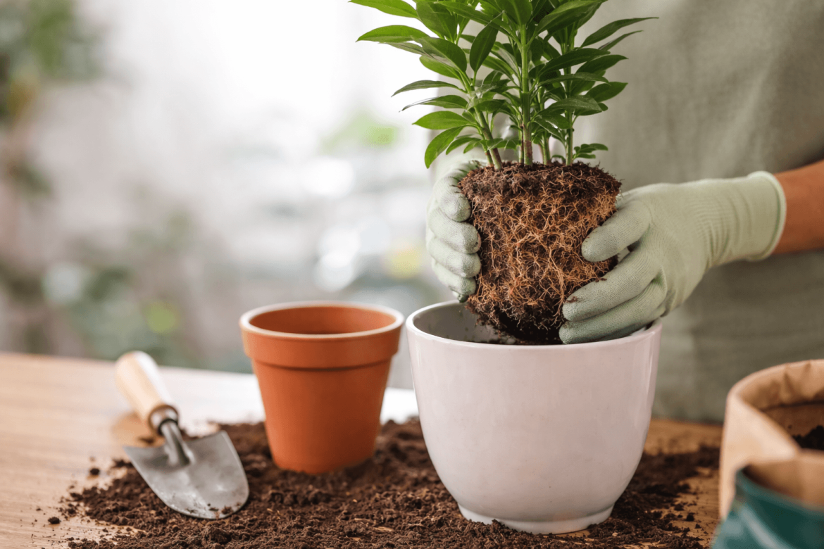 Cómo cambiar una planta de maceta sin dañar las raíces ni frenar el crecimiento