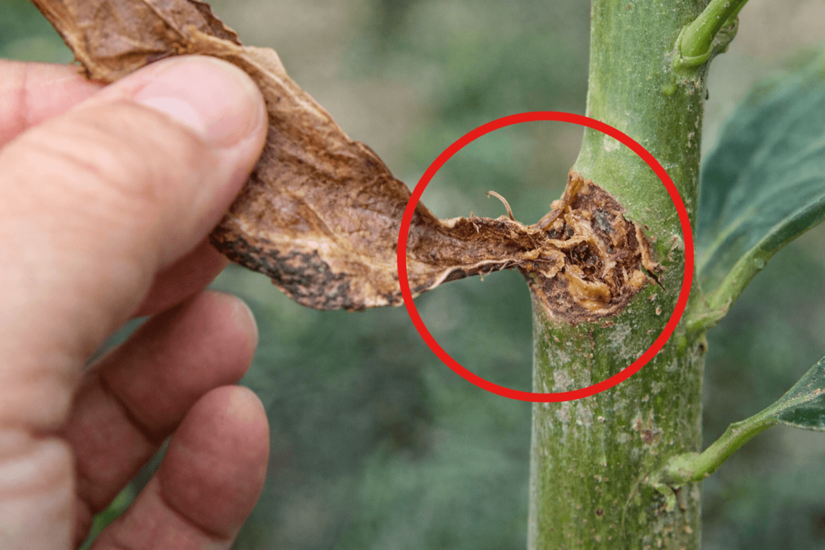 El error al podar tus plantas que deja cicatrices y daña su estética